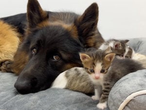 「可愛くてたまらない！」よちよち子猫を慈しむ、強くて凛々しい大型犬のギャップ