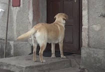 「ただいま〜！ 帰ったよー！」誰も気がついてくれない… 困った犬さんはこのあと？