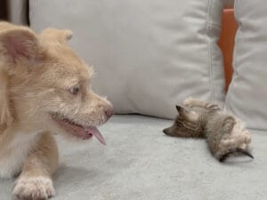 とっても小さな子猫を発見！ 小さすぎて、犬さんもどう接したらいいのか困惑？