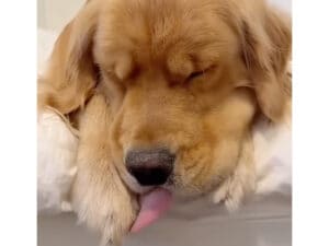 「夢の中でオヤツかな？」むにゃむにゃが止まらない、犬さんの無防備すぎる寝顔