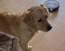 犬「すっごい泣いてるじゃん！」 赤ちゃんの声にびっくり。
