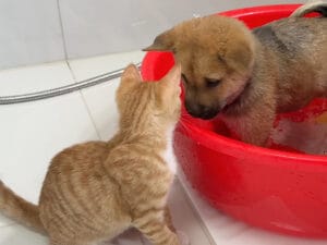子犬のお風呂が心配！「濡れても平気かニャ？」茶トラ猫が寄り添う、初めてのバスタイム