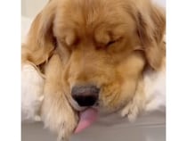 「夢の中でオヤツかな？」むにゃむにゃが止まらない、犬さんの無防備すぎる寝顔