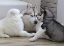 ほっこり癒される。サモエド子犬とハスキー親子のふわもこコラボ！