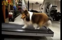 頑張って走って…、無い？ ズルい方法でダイエットをサボる犬。