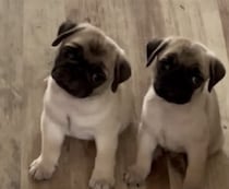 なーに？なに？ 2匹揃って首をかしげる子犬さん。