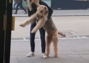 気になるお店を見つけたら、散歩中でも動かなくなる困った犬さん