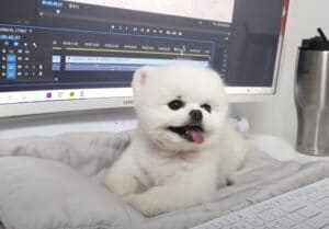 「まだお仕事する？ それより遊ぼうよ〜！」可愛いすぎるポメラニアンの妨害。