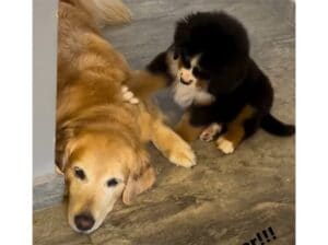 寝るの?起きて! 子犬の「遊ぼう」アピールが可愛すぎる!