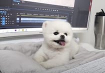 「まだお仕事する？ それより遊ぼうよ〜！」可愛いすぎるポメラニアンの妨害。