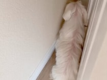 飼い主と「かくれんぼ」するのが大好きな犬さん、今日もバレバレな隠れ方だけど…