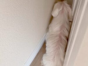 飼い主と「かくれんぼ」するのが大好きな犬さん、今日もバレバレな隠れ方だけど…