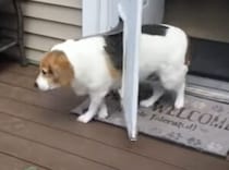 おっと、お腹が…！ぽっちゃり犬、ドアに引っかかってしまう。