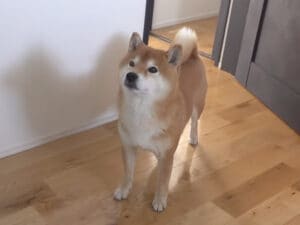 まさに忠犬？ トイレの前で必ず待っている理由が可愛すぎた