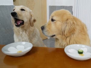 【正直な反応】いちごにうっとり、きゅうりに夢中。好みがハッキリ分かれる犬さんたち