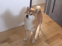 まさに忠犬？ トイレの前で必ず待っている理由が可愛すぎた