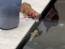 やさしい出会いにほっこり。お魚さんにご挨拶する犬さん