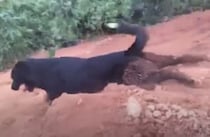 泥んこになって大はしゃぎ！土遊びを楽しむ犬さん。