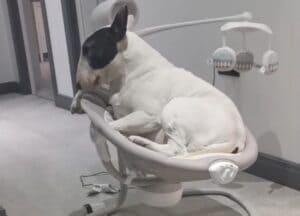 「赤ちゃんが見ていないうちに！」電動ゆりかごで遊ぶ犬さん