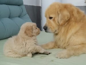 生後2ヶ月でこのお行儀の良さ! 父の背中を見て育つゴールデン子犬