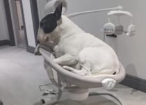「赤ちゃんが見ていないうちに！」電動ゆりかごで遊ぶ犬さん