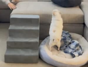 すぐ隣だよ！階段の存在に気がつかない犬さん、高いところに登れずに…