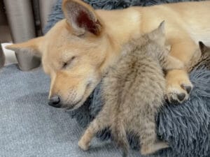 子犬にベッドを奪われた子猫の逆襲?「強引な腕枕」が可愛すぎる