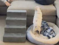 すぐ隣だよ！階段の存在に気がつかない犬さん、高いところに登れずに…
