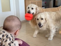 「こっちのボールも楽しいよ！」赤ちゃんを遊びに誘っておしゃべりする犬さんたち