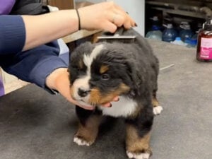 「お風呂は怖くないよ」優しい声掛けに安心してウトウト♡ バーニーズの子犬さんのバスタイム