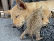 子犬にベッドを奪われた子猫の逆襲？「強引な腕枕」が可愛すぎる