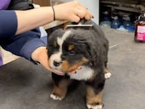 「お風呂は怖くないよ」優しい声掛けに安心してウトウト♡ バーニーズの子犬さんのバスタイム