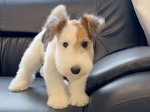 【本物？ぬいぐるみ？】ソファの上をトコトコ歩く姿が可愛すぎるワンちゃん