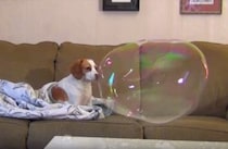 目の前に巨大なシャボン玉が…！ 犬さんの反応は？