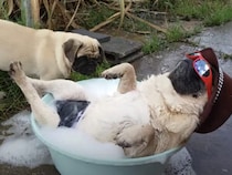 泡風呂に入ってのんびり！ お昼寝を楽しむパグさん