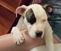 太ももとチェロのはざまで… さりげなく演奏をサポートする子犬