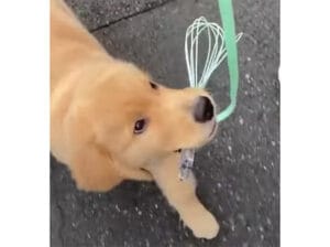 お散歩に壊れかけの〇〇を持参する子犬。謎な行動も可愛らしい！