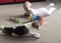 ハイハイの練習始めるよ！ 赤ちゃんのお手本になる犬の先輩