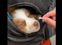 犬「スヤスヤ〜、ん？この匂いは」寝ている時におやつを近づけると？