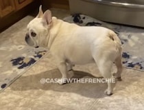「ゴハンはまだかなぁ？」「もう食べたでしょ！」催促が可愛いフレンチブルドッグ