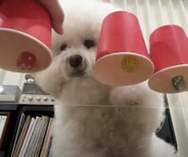 サイコロの色を絶対当てる天才犬！ どうして正解が分かるのかとっても不思議！