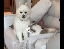 「もうちょっと優しく誘って？」 犬と遊びたい猫、噛みついて気を引く作戦に！