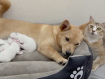 「僕がママの代わりだワン！」子猫のお世話に挑戦する子犬さん