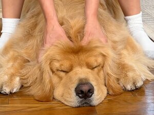 もちもち柔らかい♡ 飼い主さんのゴッドハンドに身を任せる犬さん
