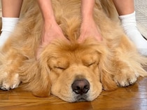 もちもち柔らかい♡ 飼い主さんのゴッドハンドに身を任せる犬さん