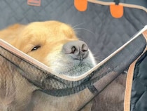 おばあちゃん家へレッツゴー！ 感情表現がとっても豊かな犬さん