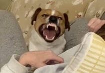 グヮヮァ〜！ 愛犬が飼い主さんに牙を剥いたと思ったら…