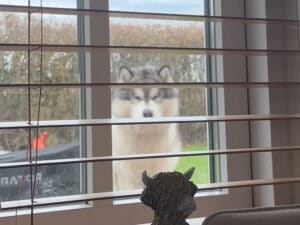 窓の外から猛アピール。遊びたくてたまらない犬さんの誘惑