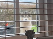 窓の外から猛アピール。遊びたくてたまらない犬さんの誘惑