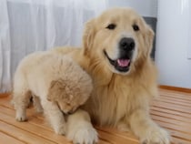 【パパっ子全開】片時も離れたくない！お父さんにべったりのゴールデン子犬